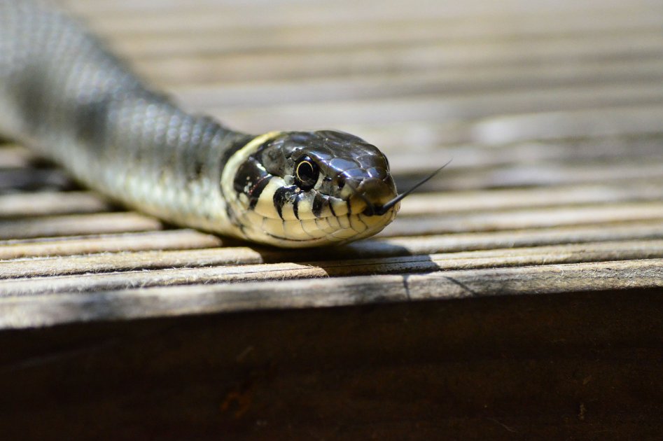 Una serpiente terminó atascada en la oreja de una adolescente en EE.UU.