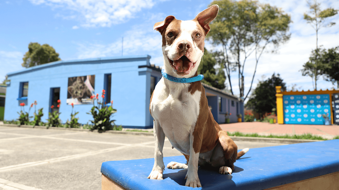Bogotá celebrará la semana distrital de protección animal