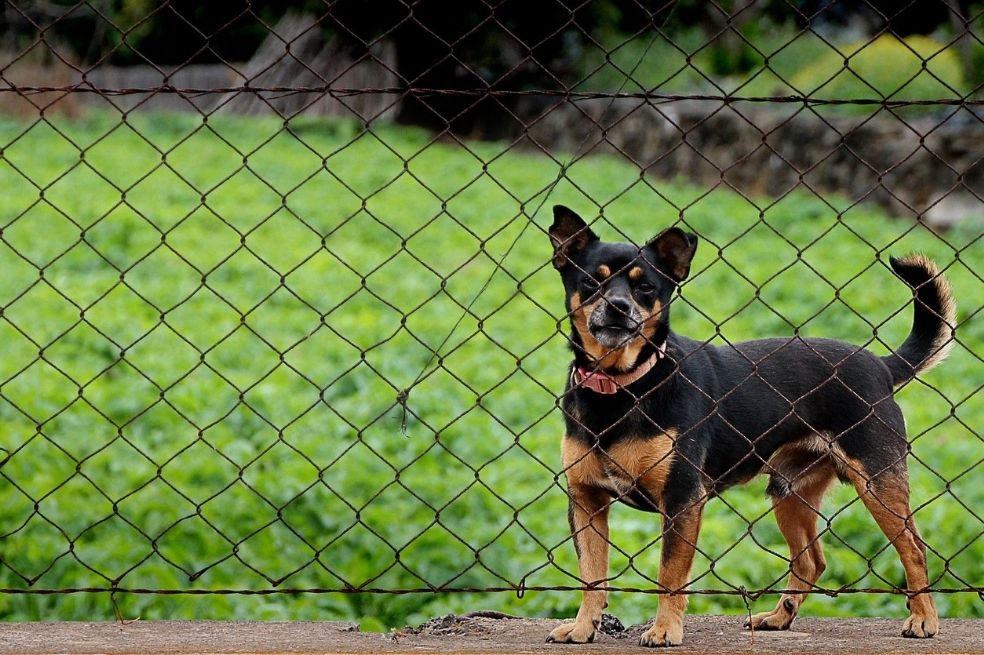 Más de 500 perros están en peligro por un brote bacteriano en refugio de EE. UU.