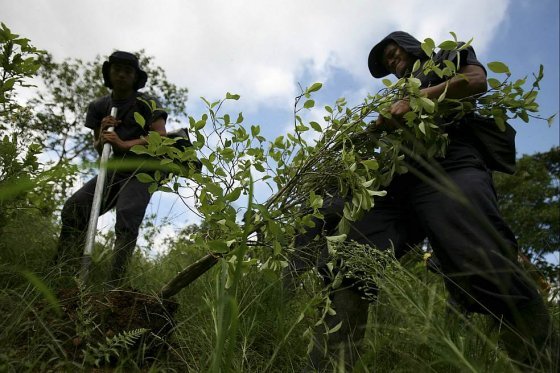 Homicidios en zonas con sustitución de cultivos aumentaron en un 33%