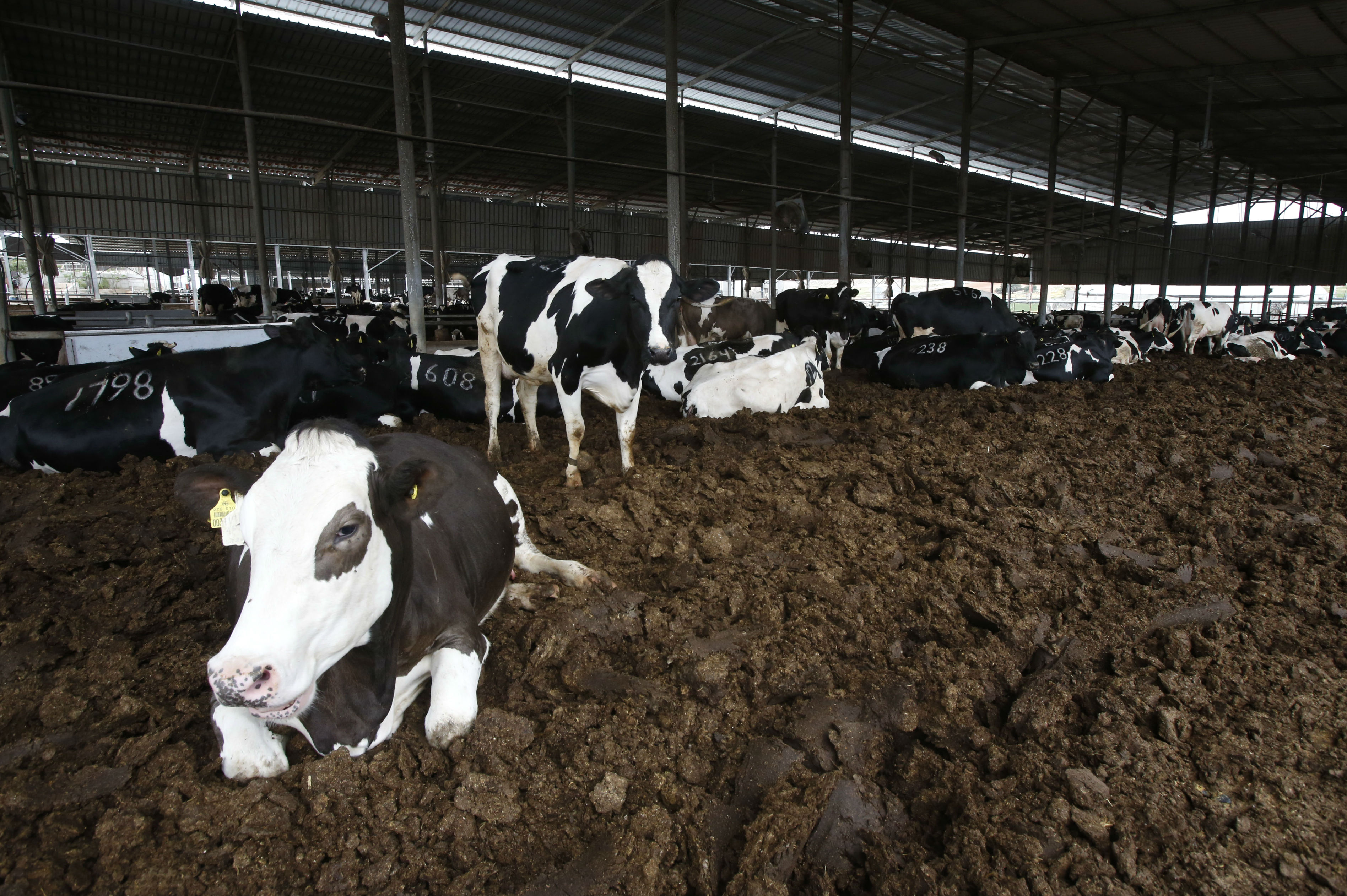 Las vacas de Cisjordania, una fuente inestimable para producir electricidad