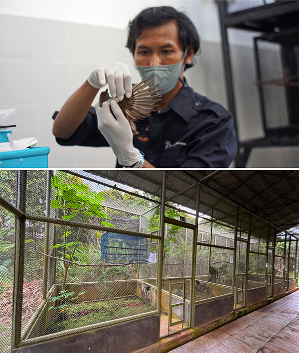 El veterinario Happy Ferdiansyah examina un pájaro en el Centro de Rescate y Rehabilitación de Aves Cantoras Wak Gatak, en Pontianak, Kalimantan Occidental (arriba). Las aves rescatadas pasan un tiempo en jaulas de rehabilitación (abajo) tras superar un periodo de cuarentena; finalmente, las aves aptas para la vida en libertad serán liberadas de nuevo en el bosque.