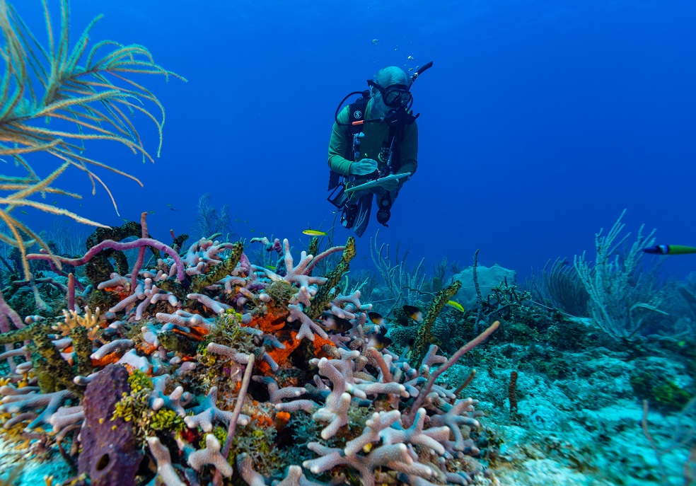 Las sorprendentes fotos del mar colombiano tras 50 días de expedición científica