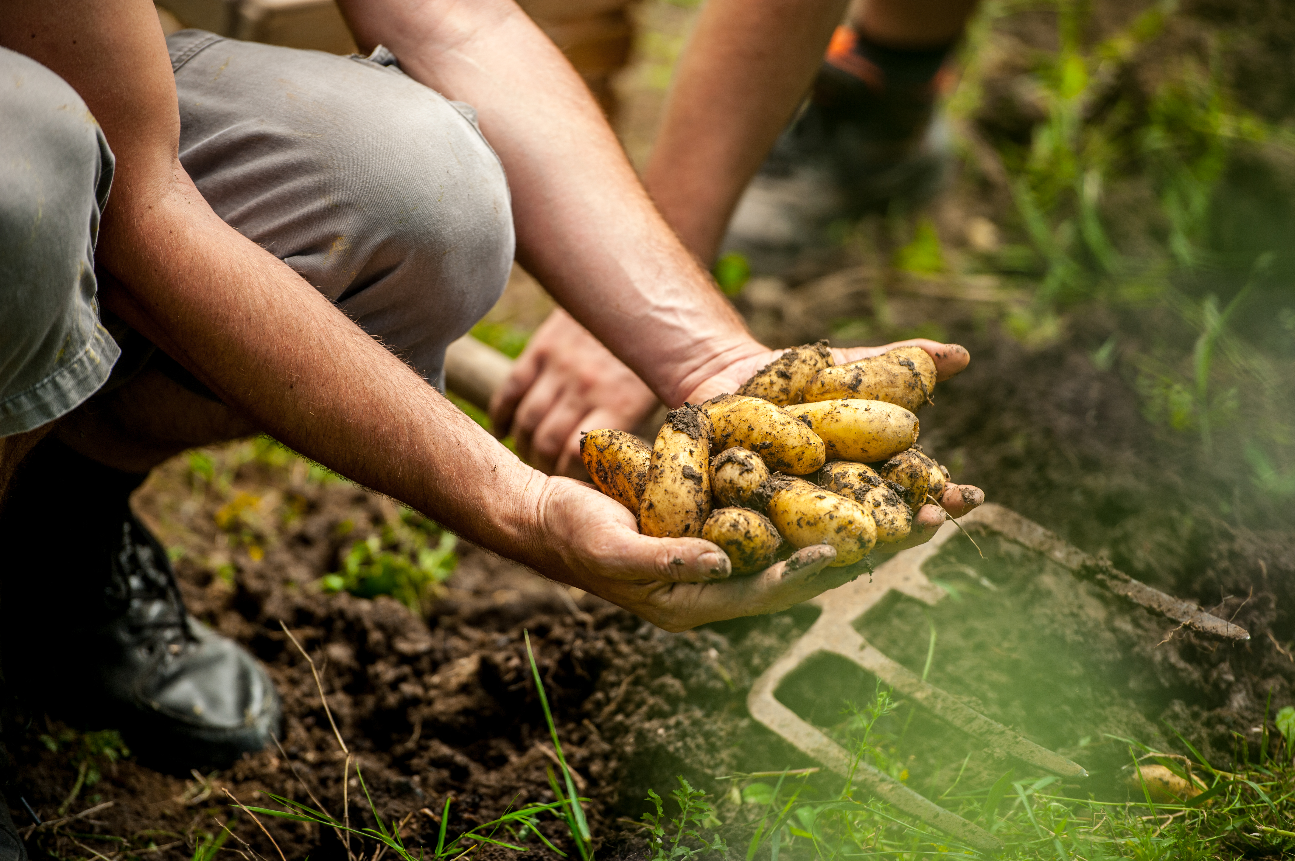 El 25% de los alimentos del mundo proviene de tierras de cultivo irrigadas por ríos.