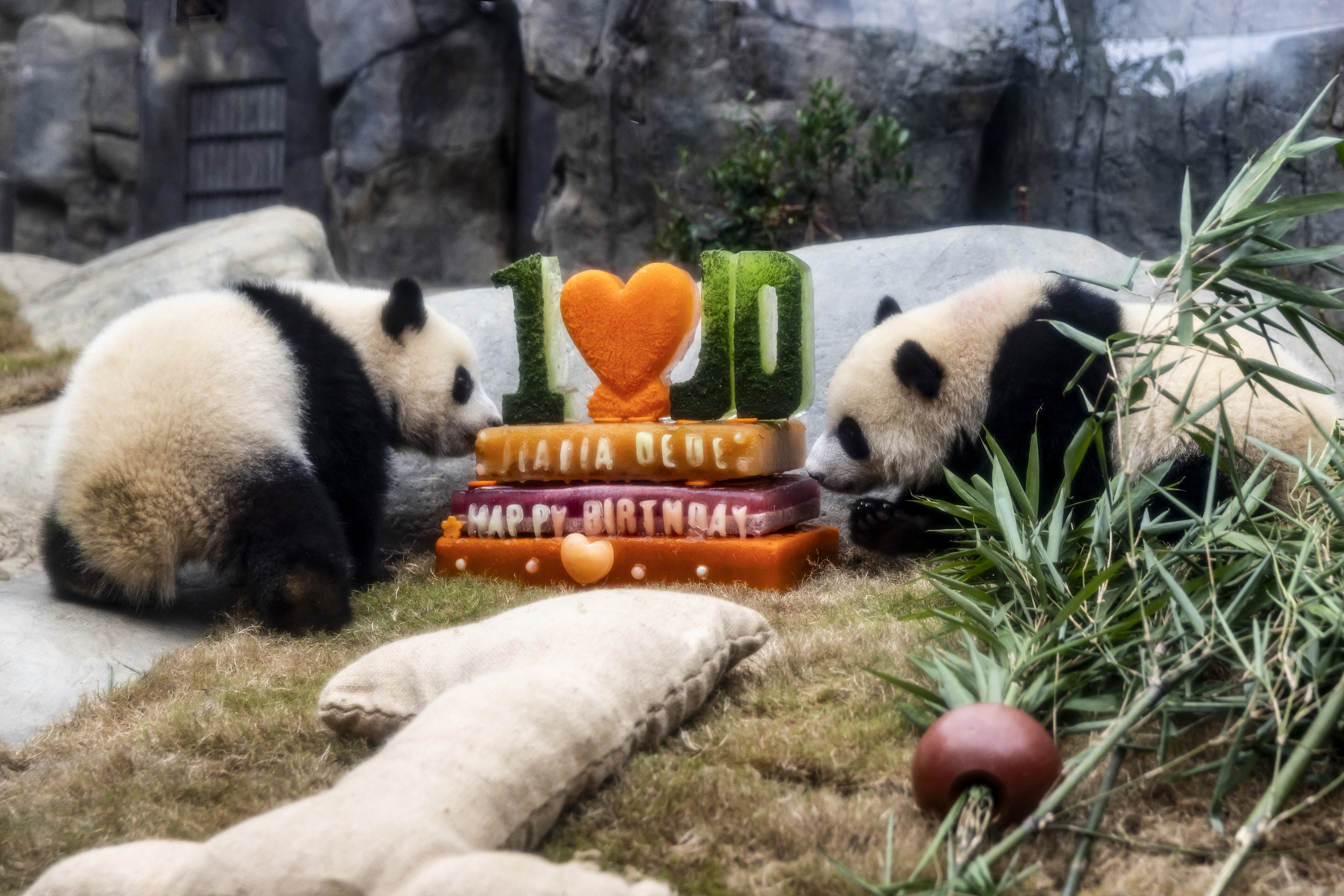China celebra el primer cumpleaños de los pandas gemelos Jia Jia y De De 