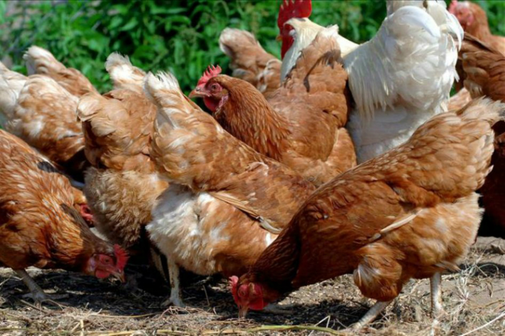 Investigan a hombre por casos de zoofilia en Antioquia
