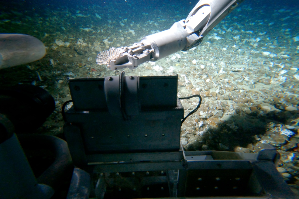 Los investigadores tuvieron que usar un submarino tripulado, hacer varias inmersiones y hasta emplear un brazo robótico solo para recolectar un fragmento de la especie.