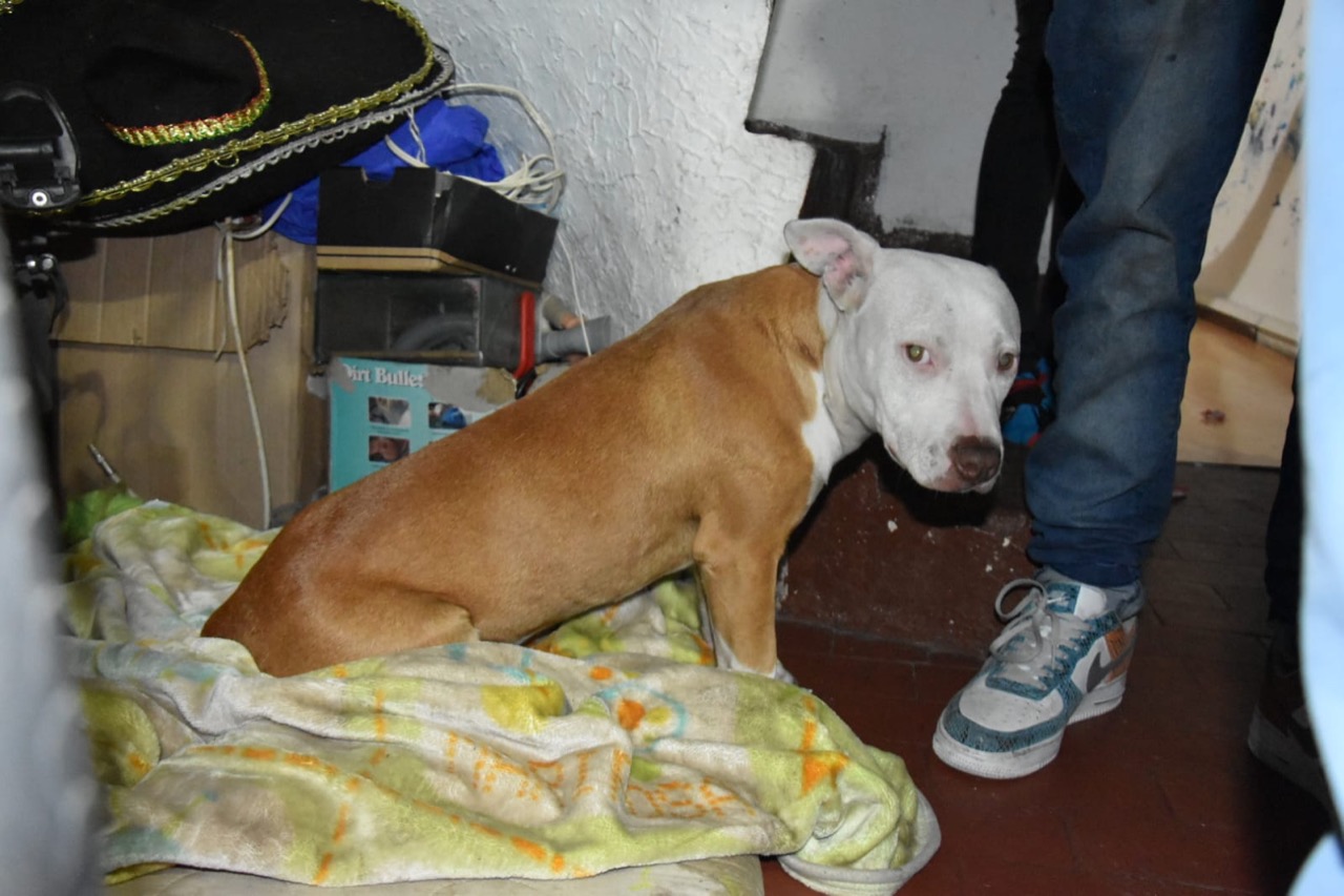 Autoridades rescataron a perrita que era víctima de maltrato en Bogotá
