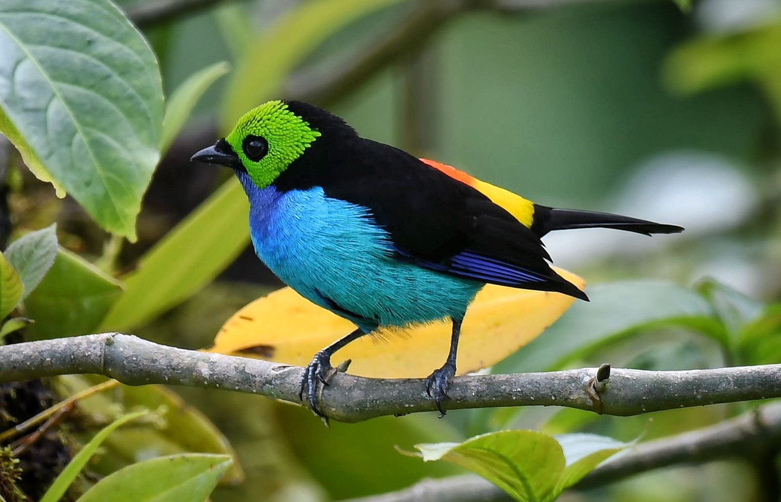 El ave Tangara chilensis, conocida como azulejo arcoiris en el municipio de Mesetas, es el símbolo de la agencia Serranía Birding, de Jhon Castañeda.
