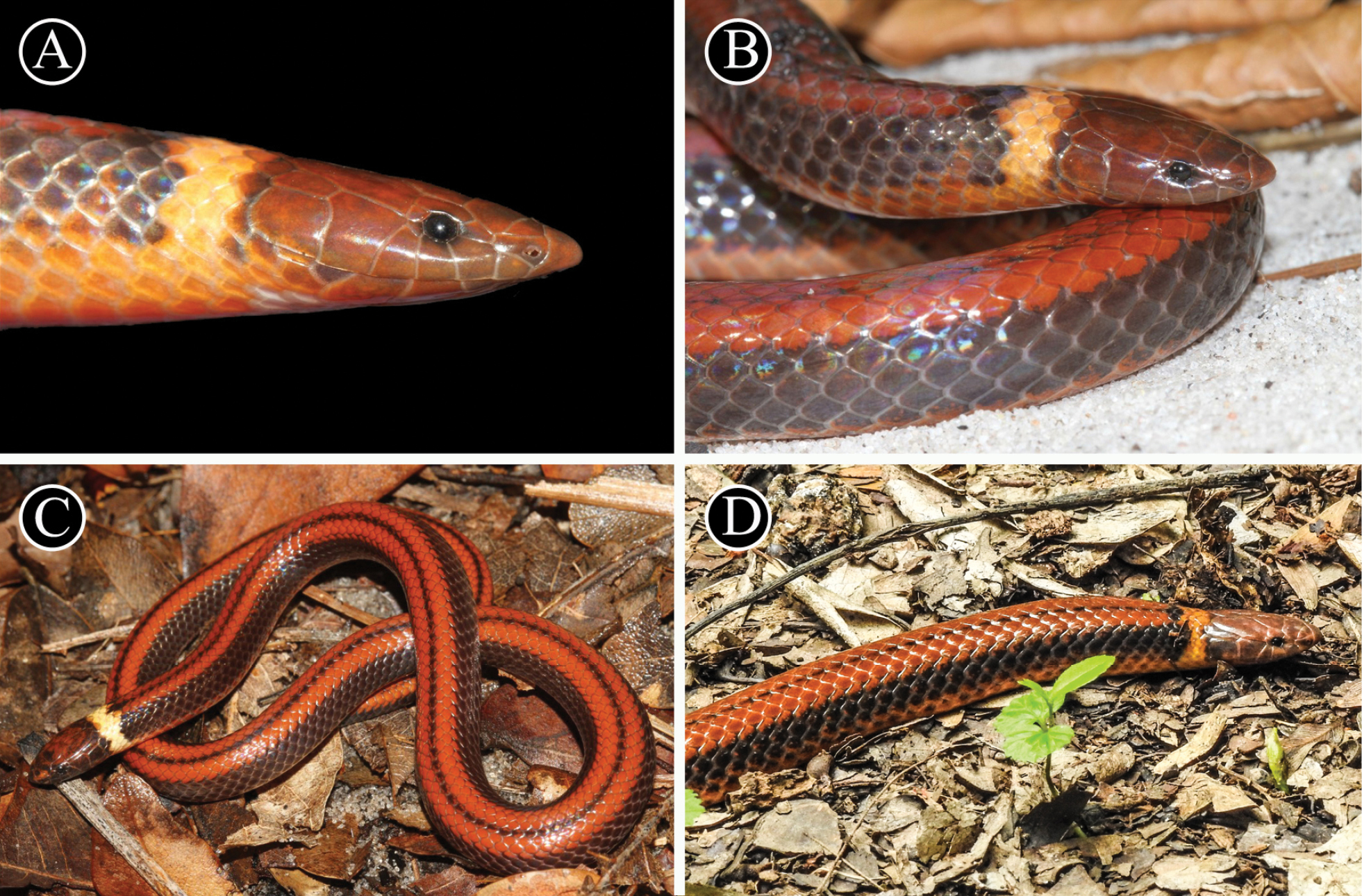 Esta es la nueva especie de serpiente que descubrió la ciencia