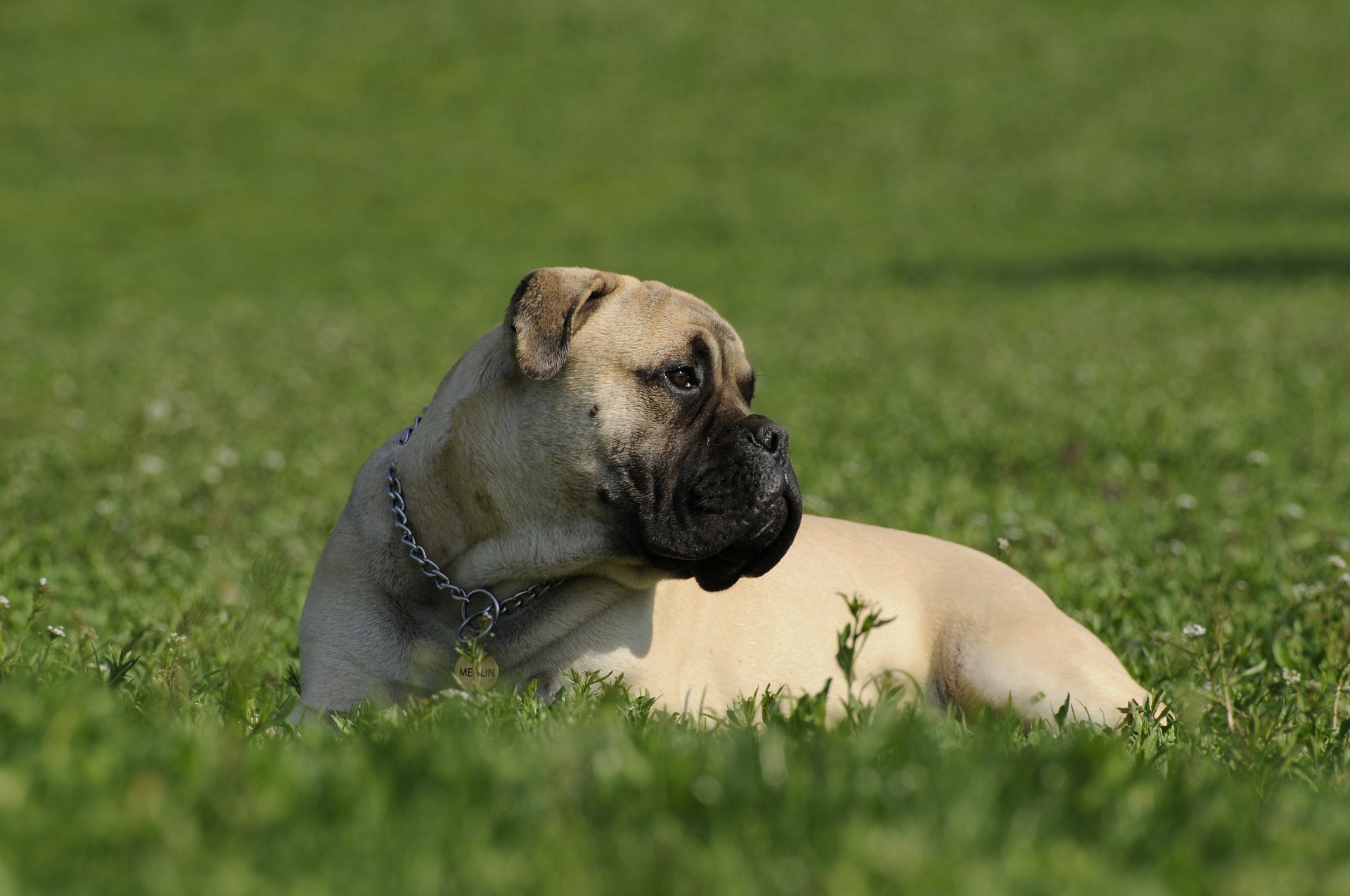 ¿Cuáles son las razas de perros más protectoras?