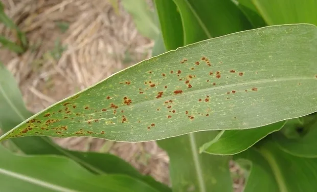 ¿Cómo proteger las plantas de las enfermedades? Guía con consejos para mantenerlas sanas