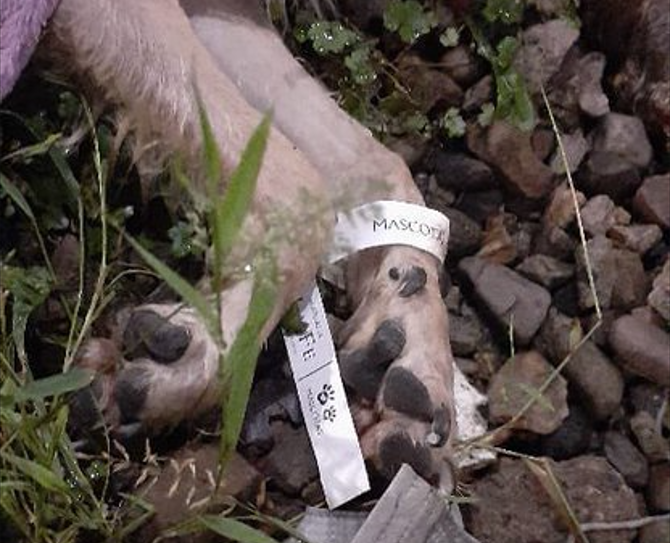 El cuerpo de la perrita fue encontrado en la localidad de Barrios Unidos.