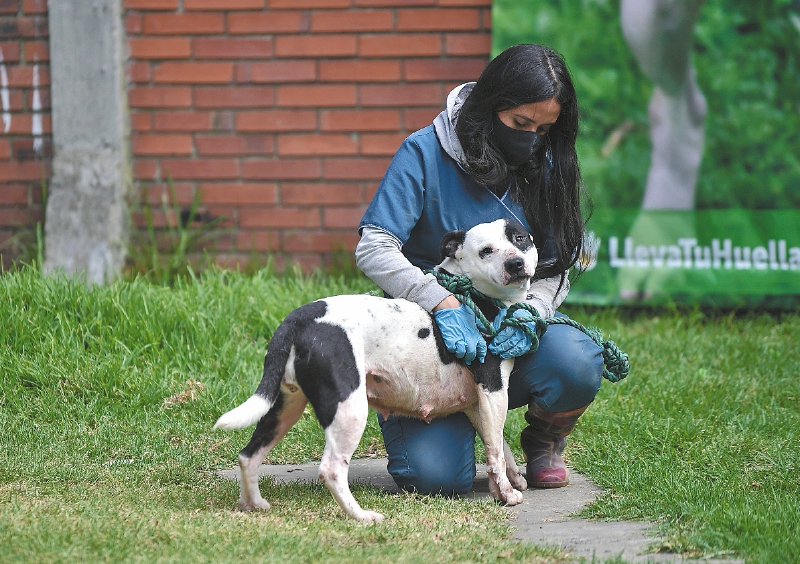 Perros rescatados por el Instituto de Protección Animal del Distrito