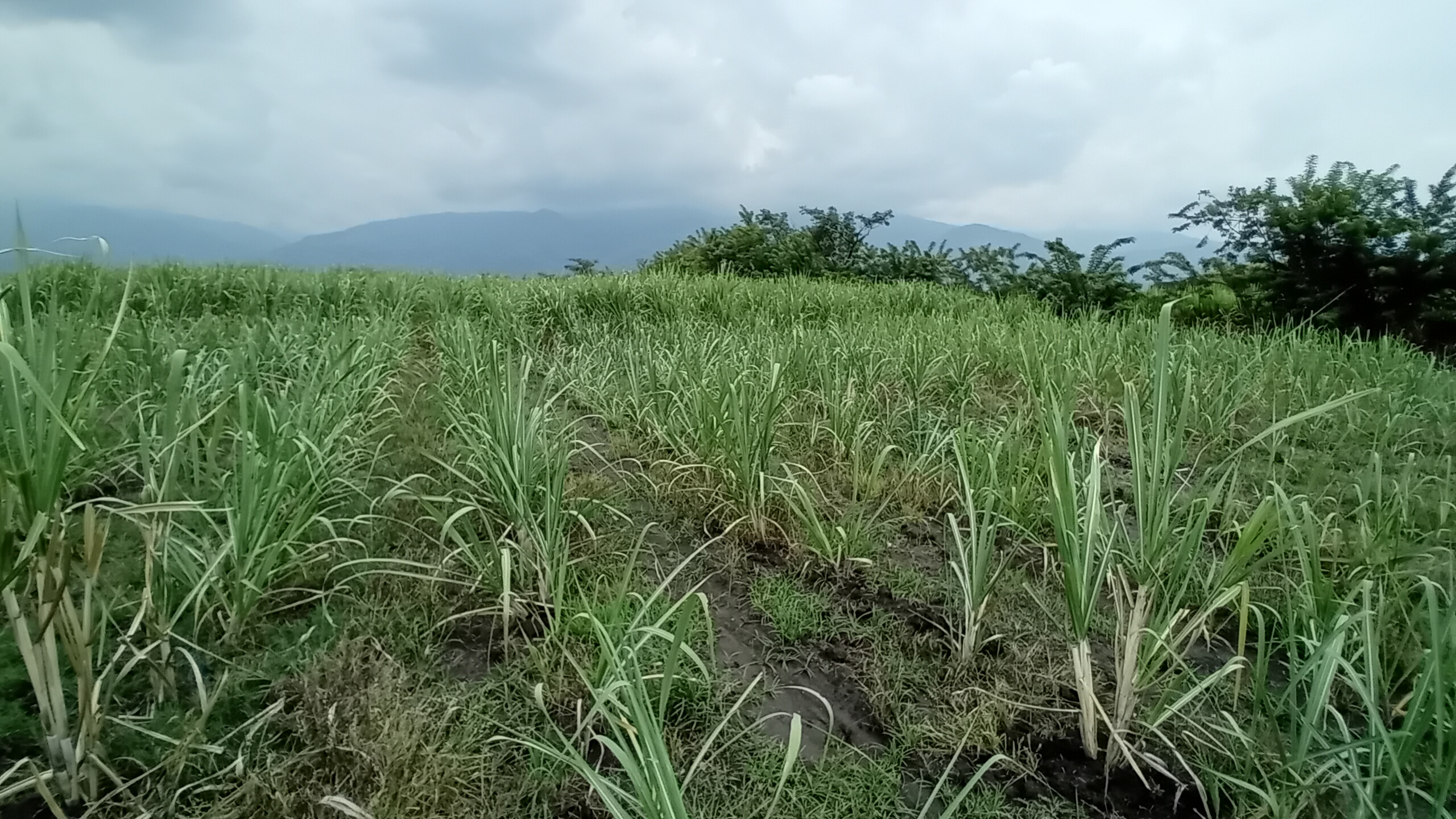 En un cultivo de caña en el Valle del Cauca, Colombia, las plantas no crecen hasta su altura usual. Se cree que es debido a la presencia de hidrógeno en el subsuelo sobre el que están cultivadas.