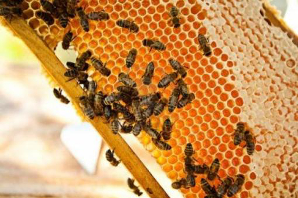Vetan en Europa el uso de pesticidas mortales para las abejas
