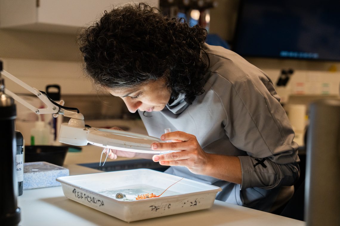 Brenda Doti (investigadora asociada del CONICET) trabaja con un espécimen de crustáceo en el laboratorio principal del buque de investigación Falkor. El equipo científico documentó una rica biodiversidad, incluyendo entornos de arrecifes de coral de aguas profundas repletos de anémonas de mar, pepinos de mar, erizos de mar, caracoles y otros organismos.