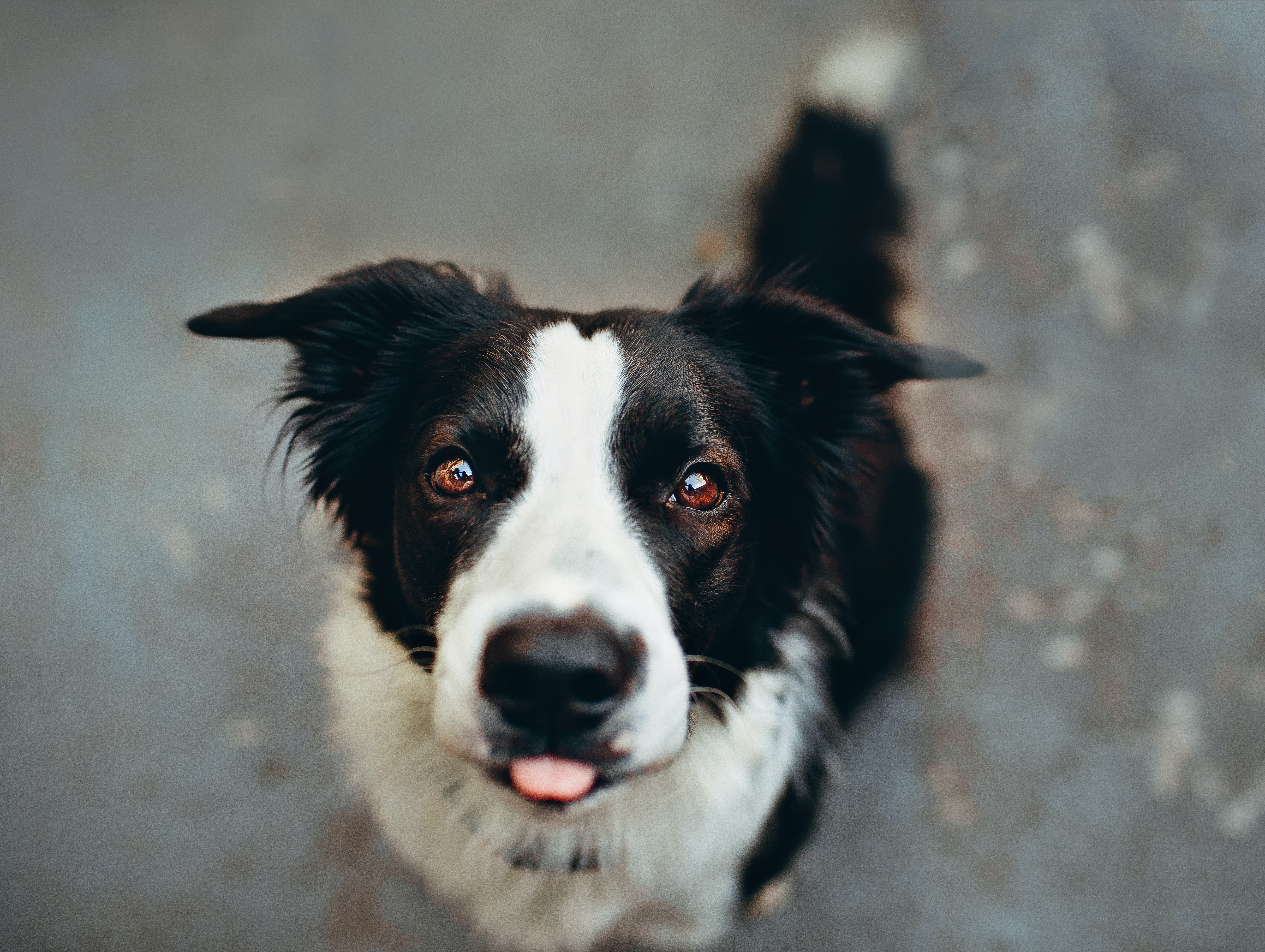 ¿Para qué sirven los bigotes y las cejas de los perros?