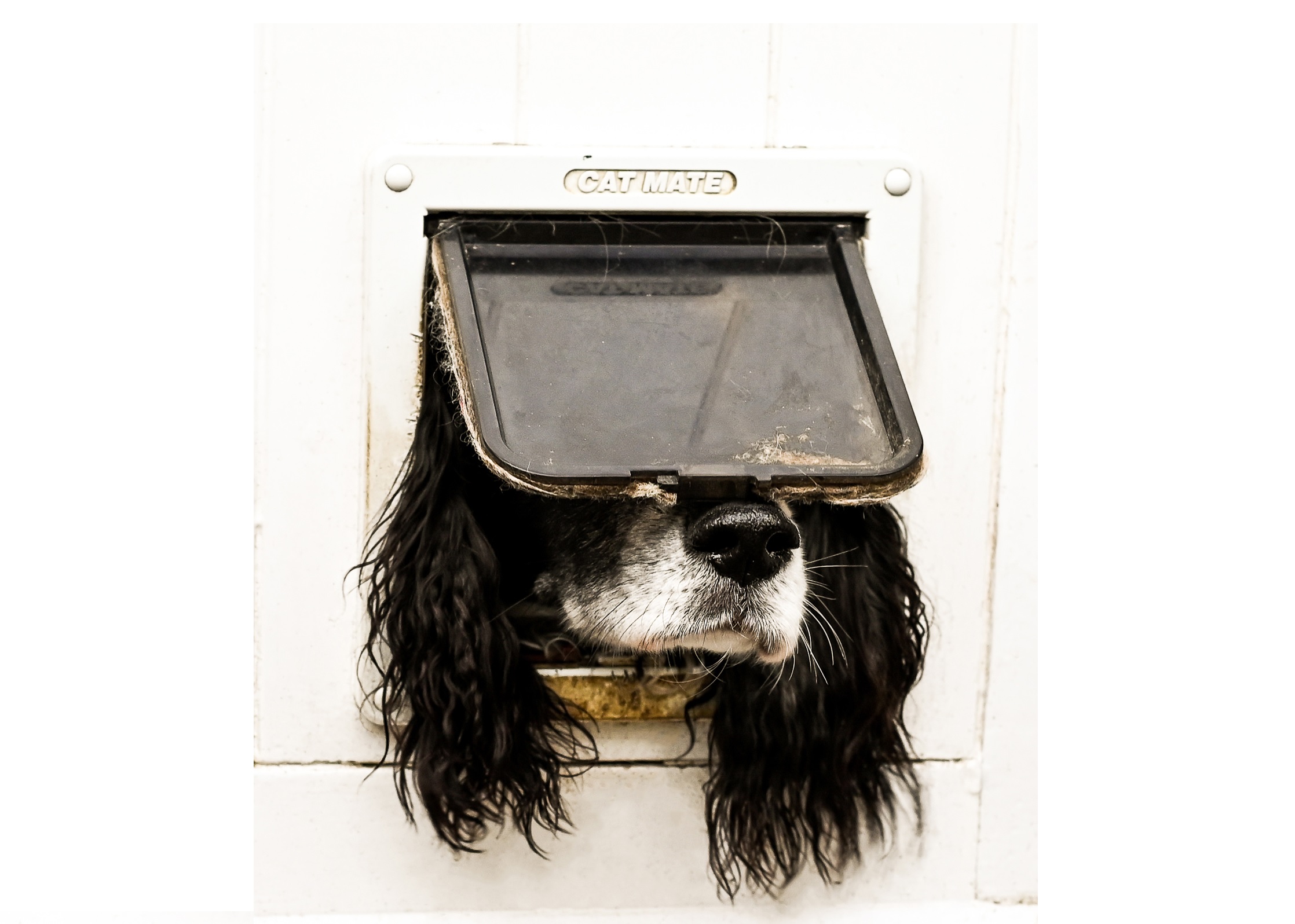 Fotos graciosas de animales