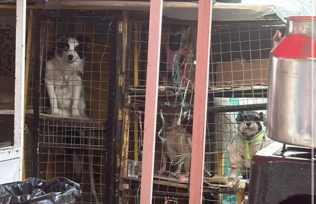 Suben a Monserrate y dejan a sus perros en jaulas: la denuncia que generó rechazo en redes