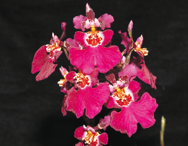 Un banco genético criollo para conocer los secretos de las orquídeas
