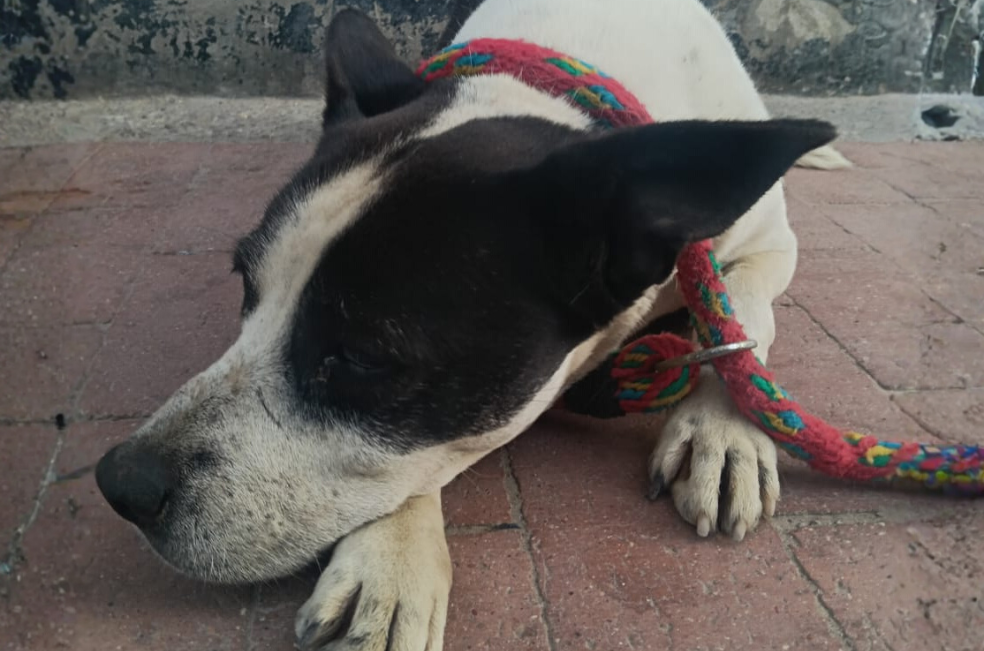 Kanais tenía una familia, pero la abandonaron cuando enfermó: ahora busca ayuda