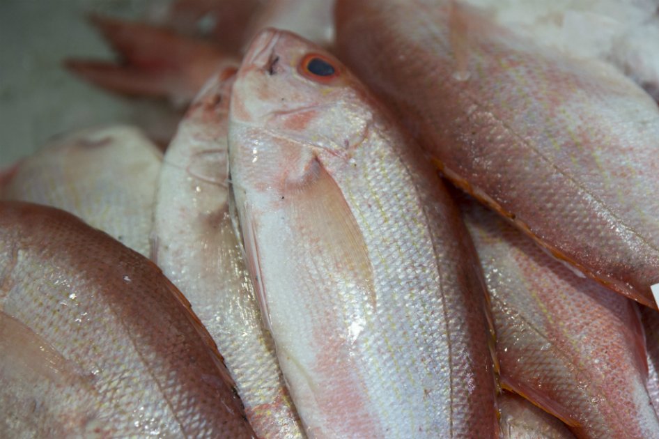 Ley que sanciona pesca ilegal en Colombia da primer paso en el Congreso