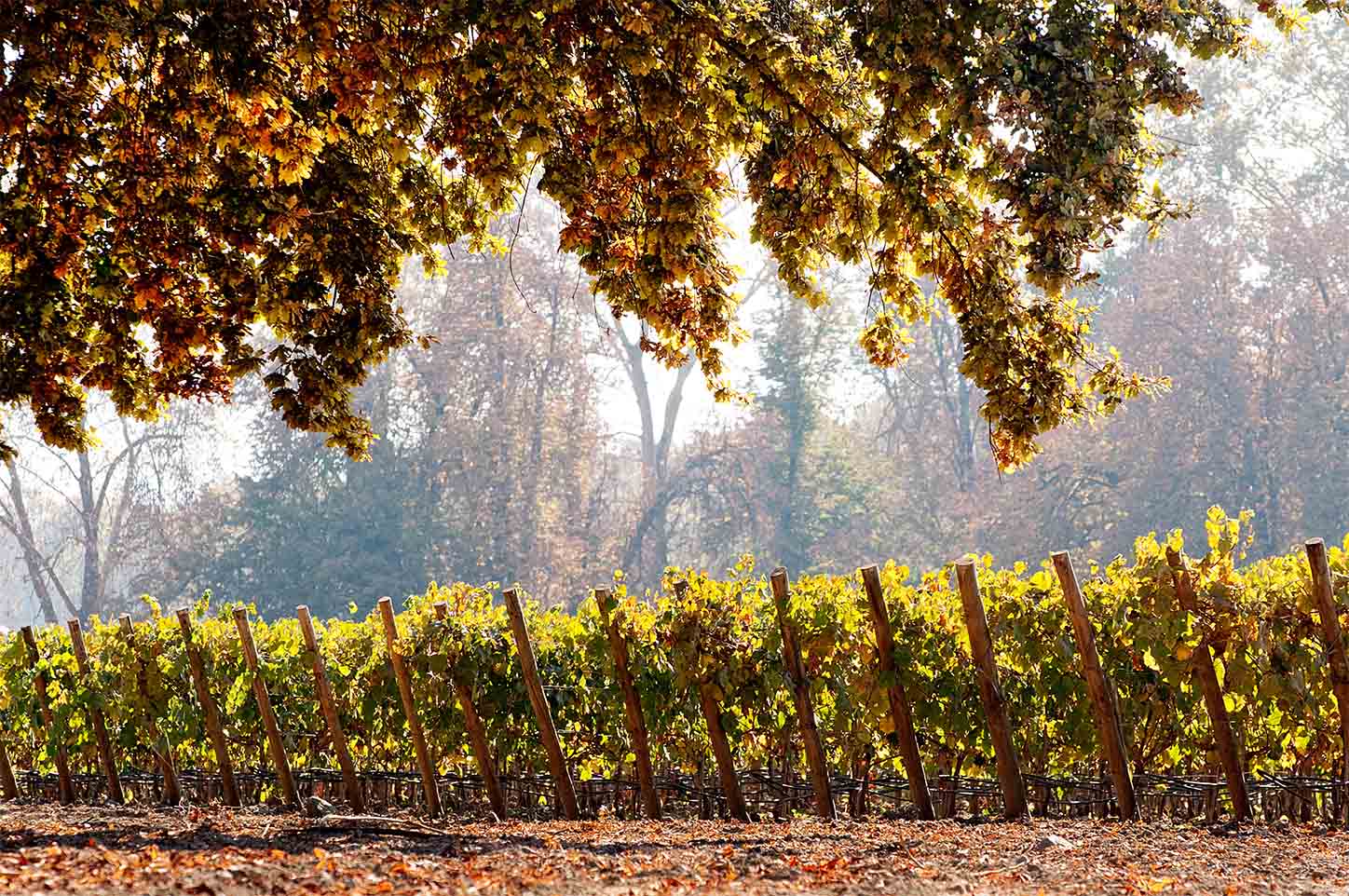 Colombia es el quinto país de la región con mayor consumo de vino.