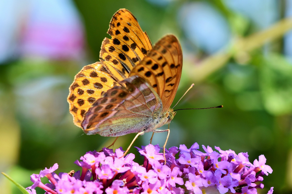 Mariposas en Texas, en riesgo por la construcción del muro de Trump