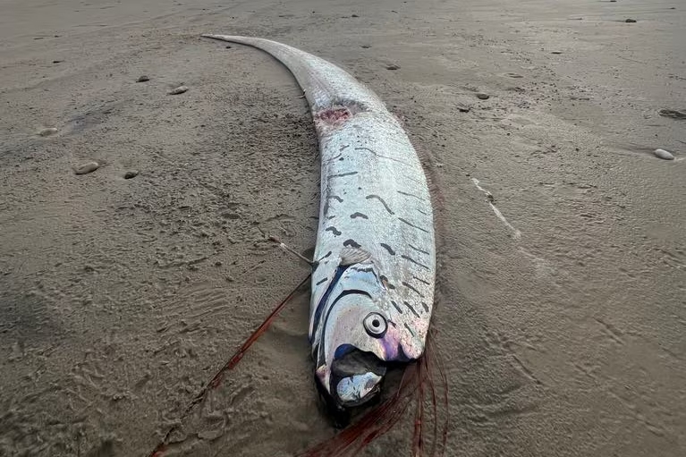 El pez de tres metros que pocos han visto y apareció en Tasmania