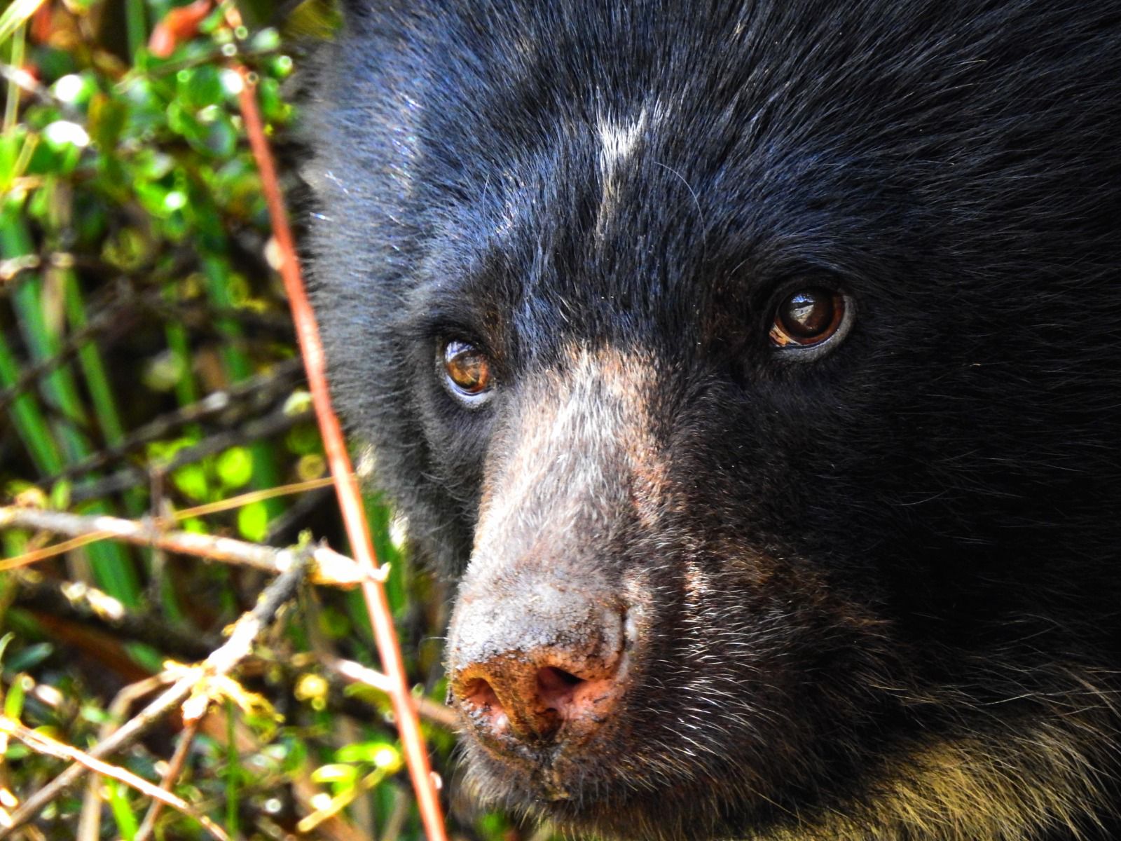 Oso de anteojos será protegido en Cundinamarca debido a nuevos asentamientos humanos