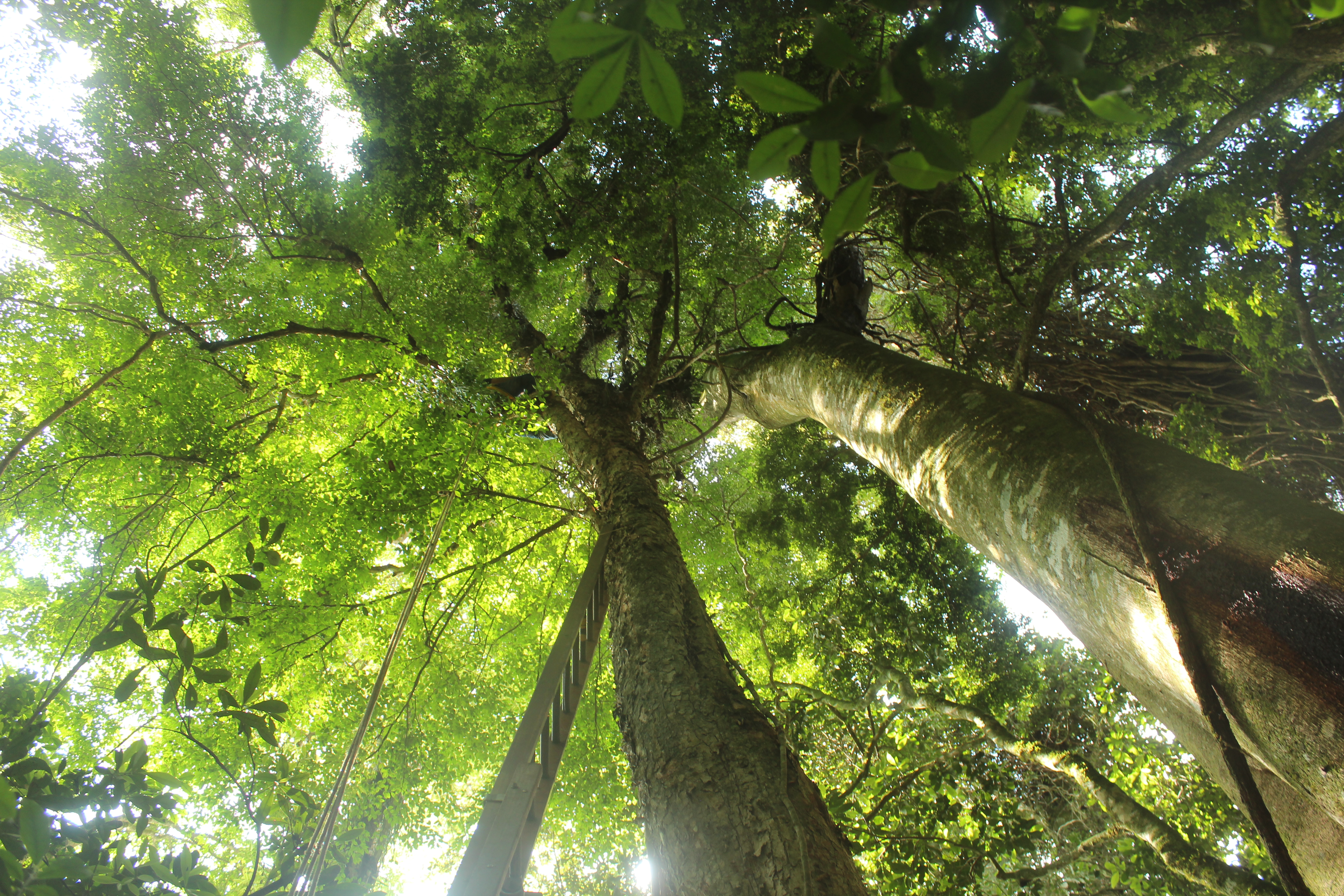 La Eugenia paranapanemensis crece en la provincia de São Paulo, donde alcanza alturas de hasta 27 m. También conocida como pitanga amerala, la especie y sus bosques nativos (de los que sólo queda un 7%), están muy amenazados por la ganadería y la producción de maíz, soja, algodón y cereales.