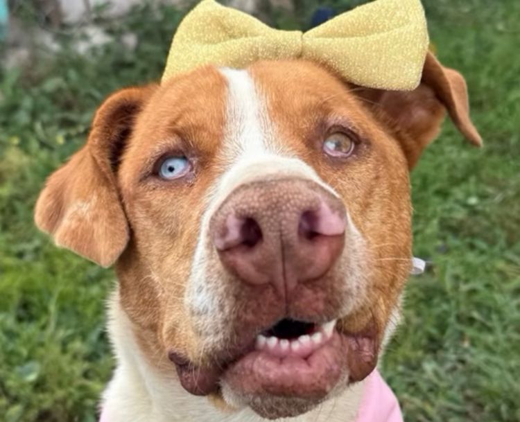 La sacaron del CAI donde vivió toda su vida: ahora Natasha busca una familia