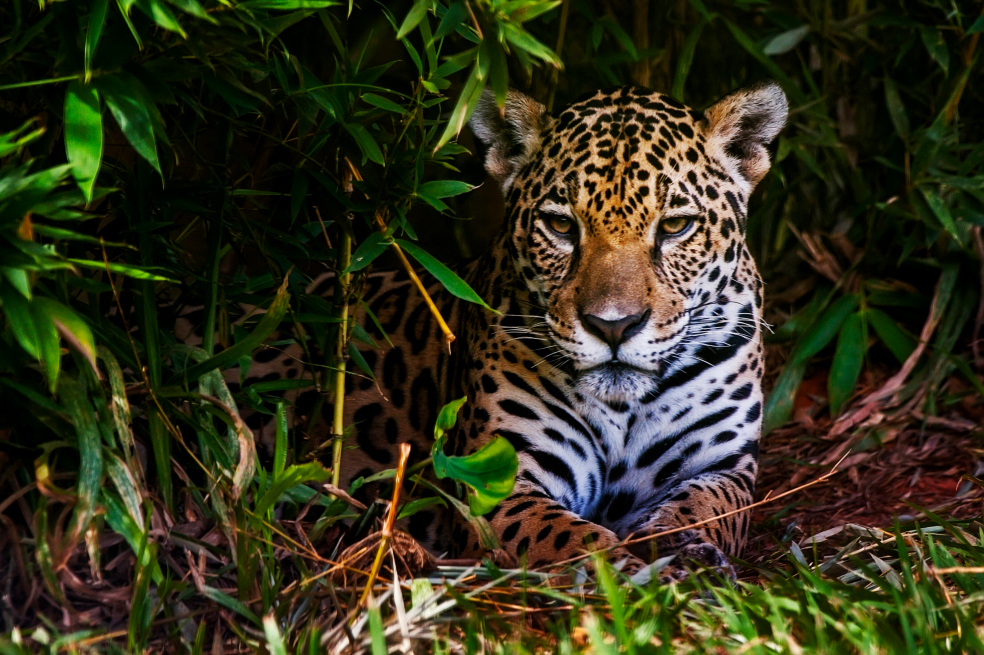Hoy es el primer Día Internacional del Jaguar
