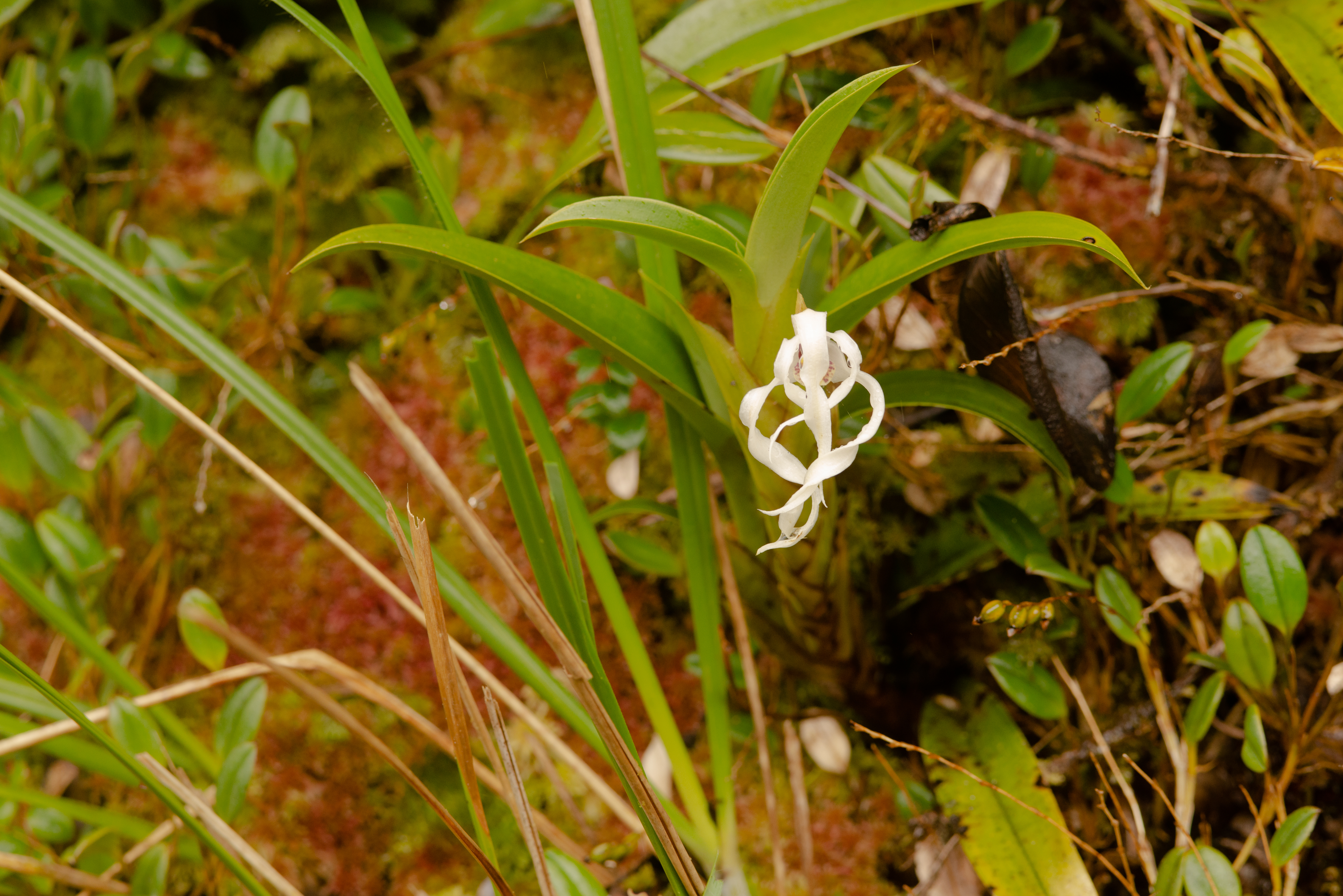 Maxillaria andina, nueva especie de orquídea descubierta en el Parque Nacional Natural Puracé. /Parques Nacionales