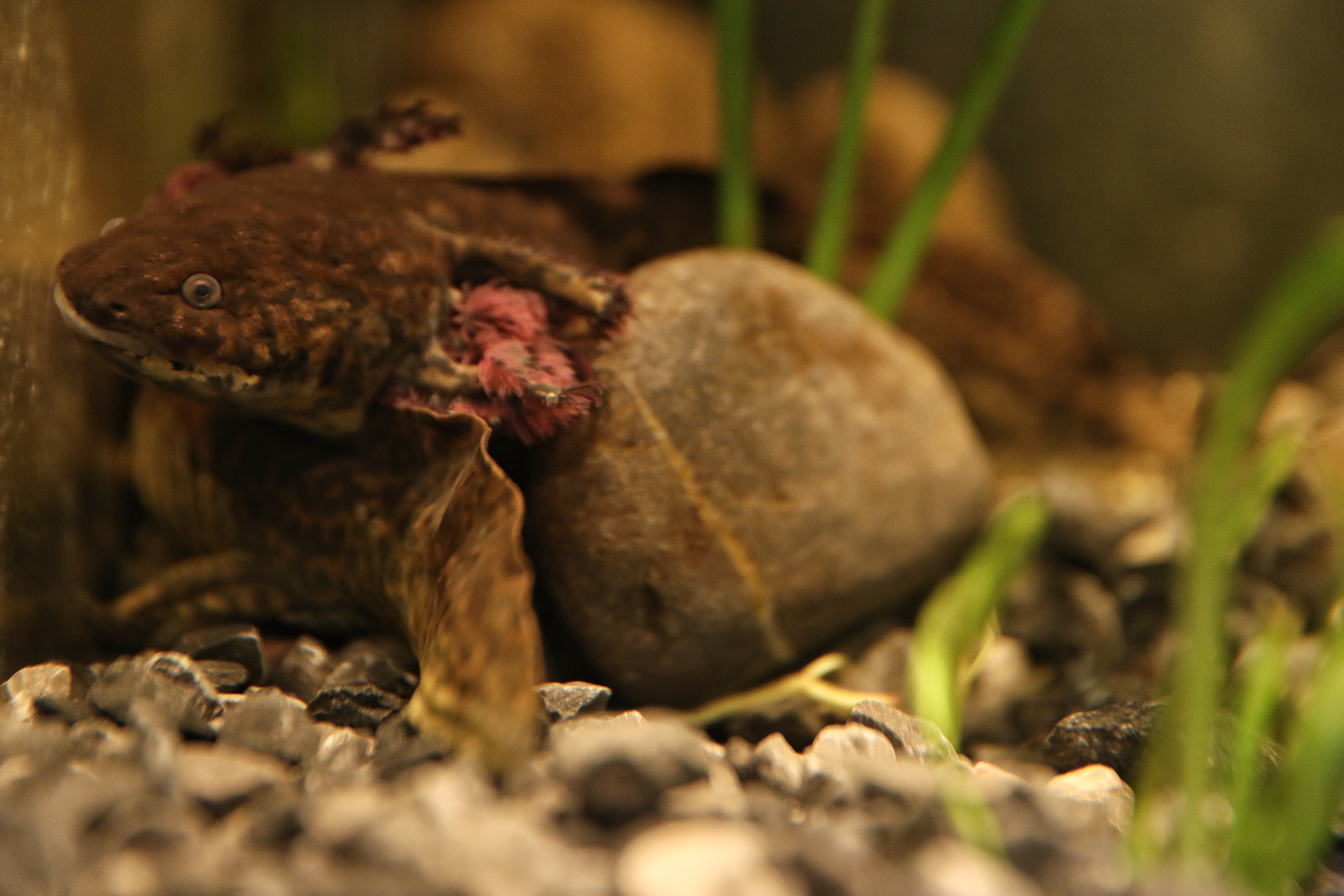 MEX4639. CIUDAD DE MÉXICO (MÉXICO), 21/01/2023.- Un ejemplar de axolote (Ambystoma mexicanum) es visto hoy en el Museo del Axolote, en Ciudad de México (México). La jefa de Gobierno de la Ciudad de México, Claudia Sheimbaum, en compañía de visitantes, inauguró en el Zoológico de Chapultepec el Museo del Axolote y Centro de Conservación de Anfibios también conocido como Anfibium, cuyo fin es el de preservar, proteger y reproducir el axolote, un anfibio endémico mexicano en peligro de extinción. EFE/Sáshenka Gutiérrez