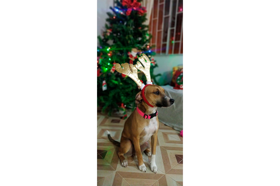 Buscan a Turka, una perrita criolla que se perdió en Bosa Naranjos, Bogotá