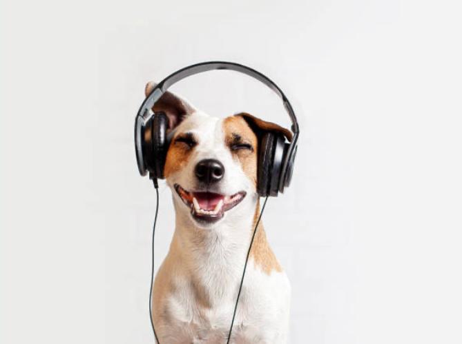 La mejor música para perros estresados