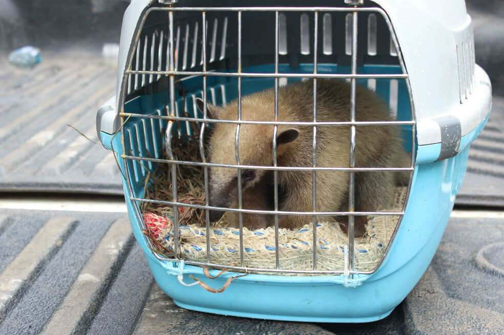 Tres animales silvestres fueron rehabilitados y liberados en Boyacá