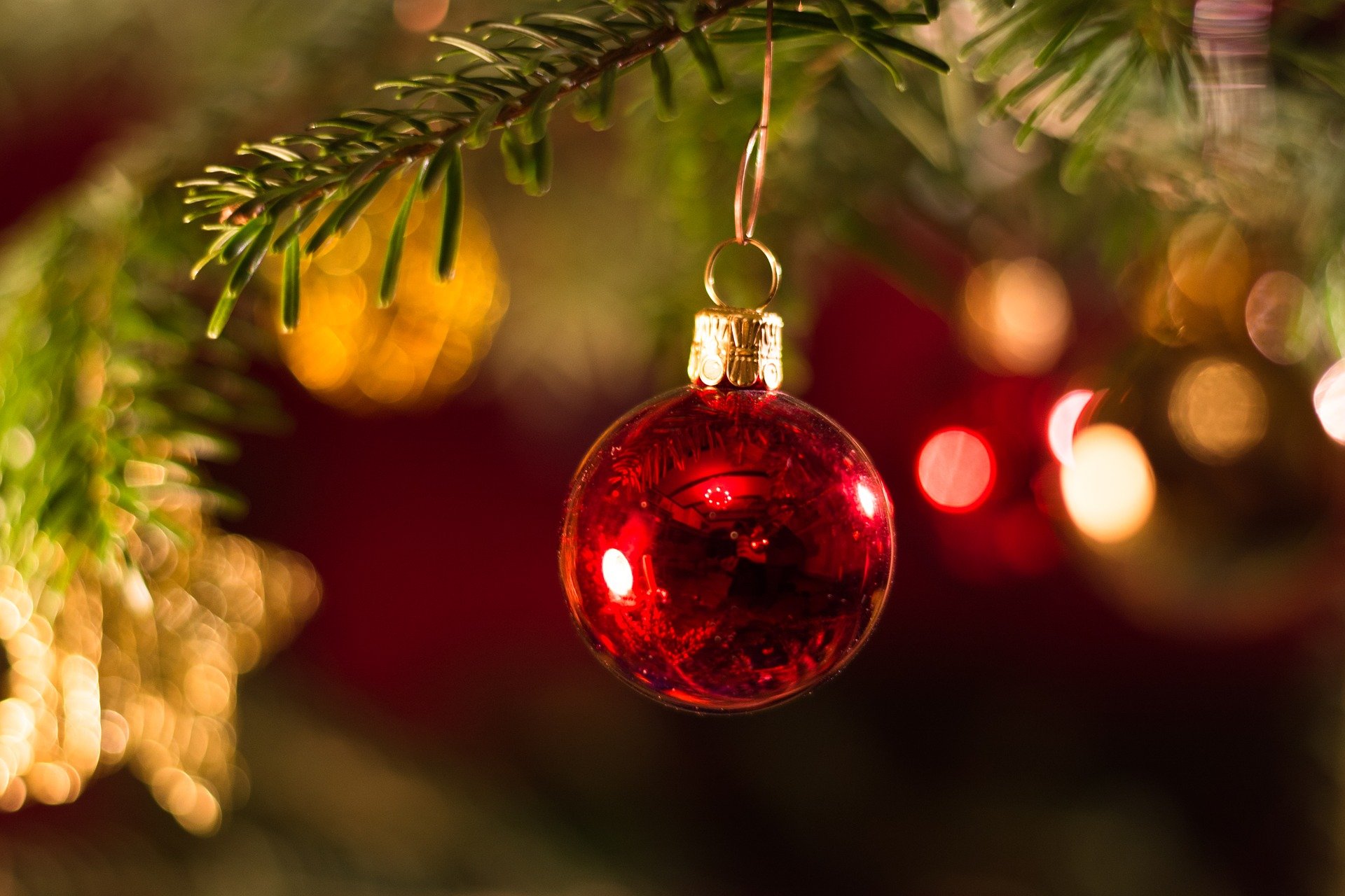 "Llegó la navidad. Seguimos extrañando a Frank, ya no existen los perros acá. Tampoco hay gatos. Los pájaros escaparon y los zoológicos están vacíos. Ya casi no tenemos cosas, pero la ropa limpia no nos falta. Mojamos y recalentamos el pan mientras mi madre quema azúcar para servirla en agua y así beber algo dulce en la cena"