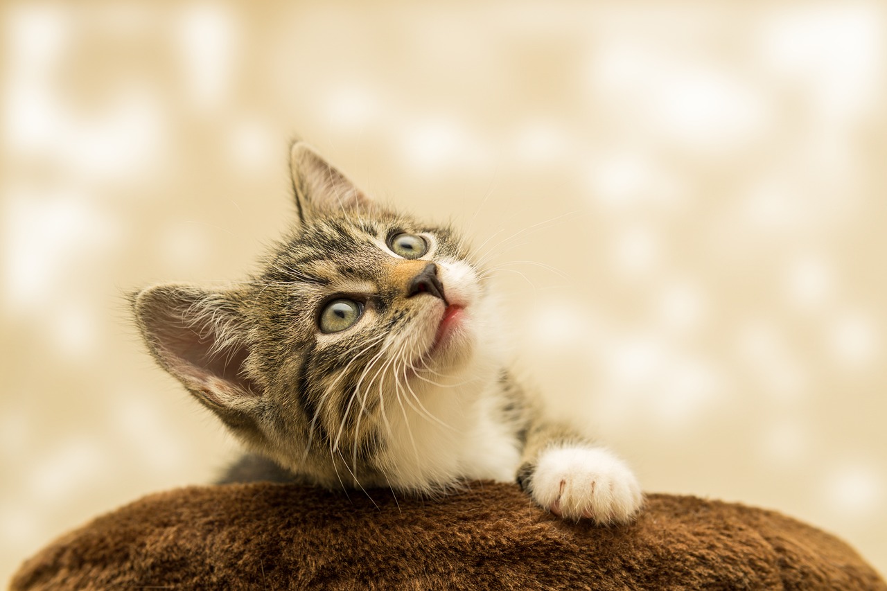 Señales de que su gato es caprichoso y cómo corregirlo