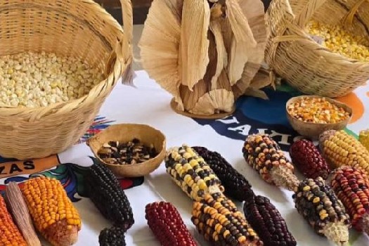 La estrategia que busca reivindicar la agricultura ancestral en Cundinamarca