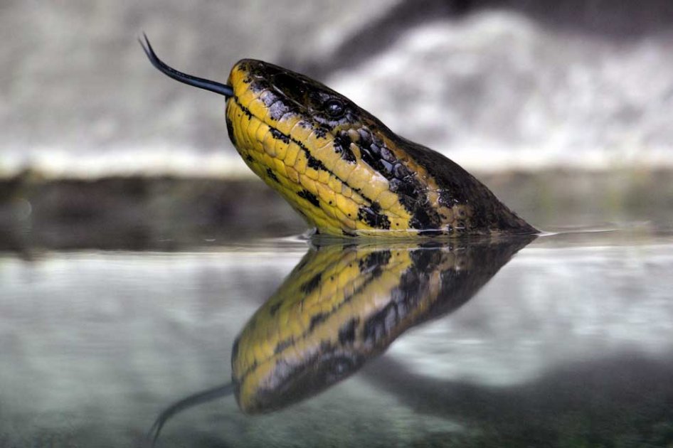 Una anaconda regurgitó a un ternero