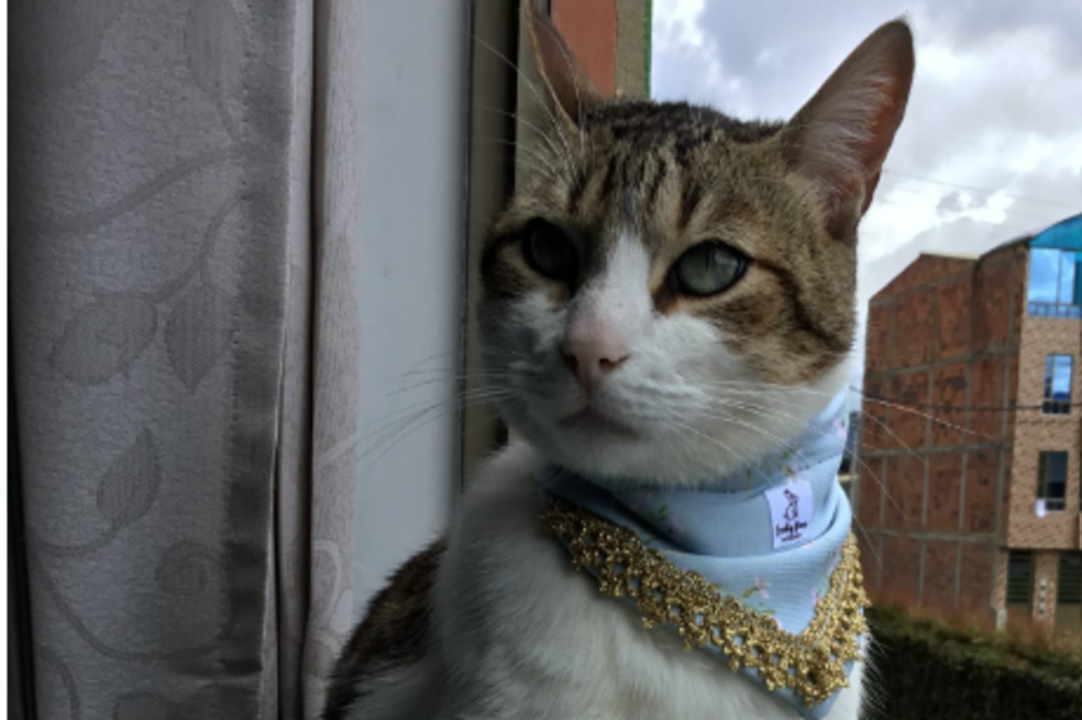 “Lucky paw”: pañoletas para animales que unen la moda y el amor por su mascota