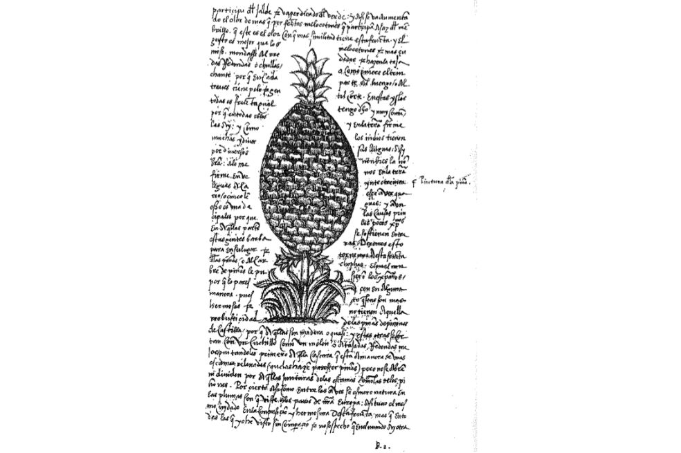 La piña americana: el arte de describir y nombrar lo desconocido