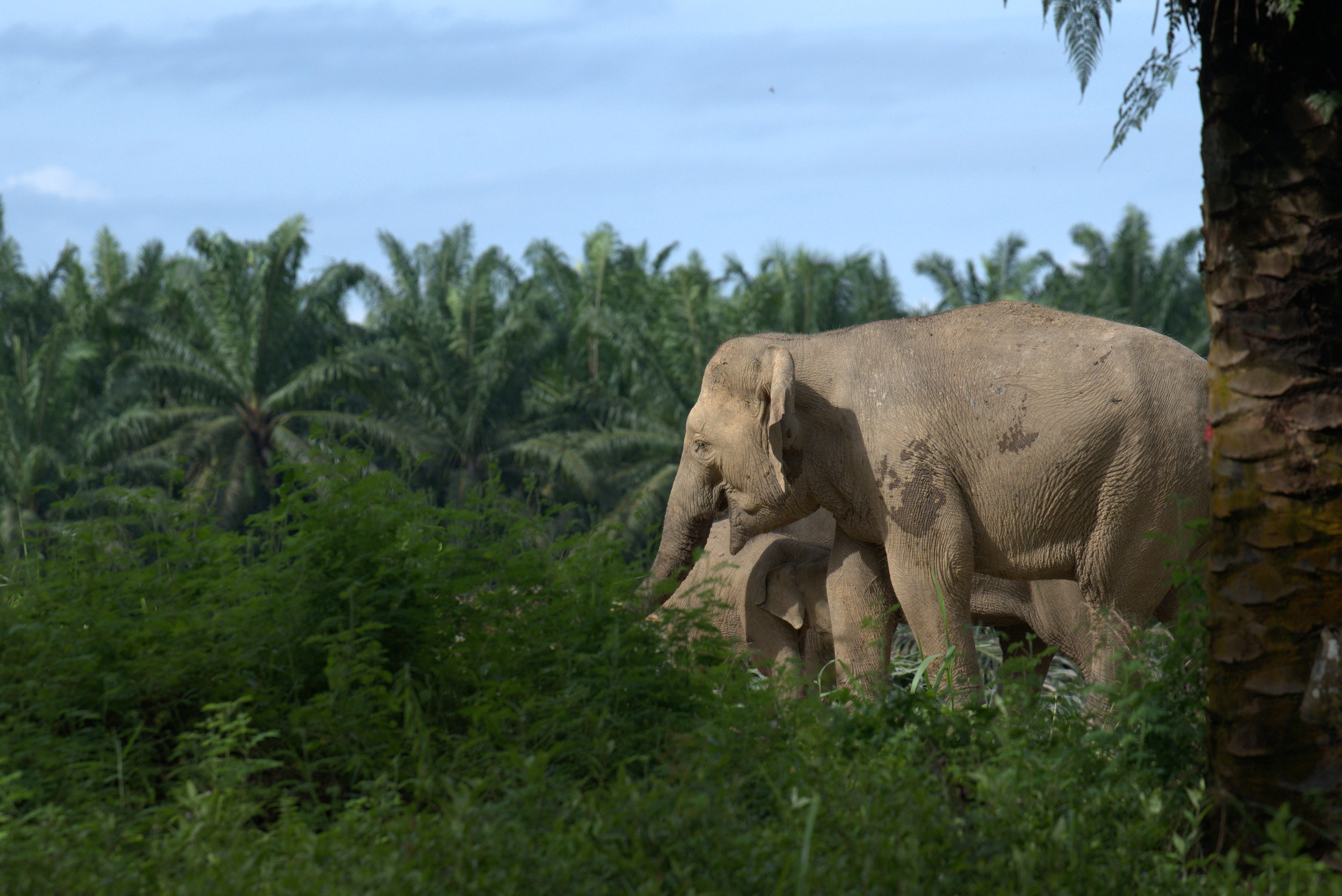 El elefante asiático ha perdido el 64% de sus hábitats durante 13 siglos