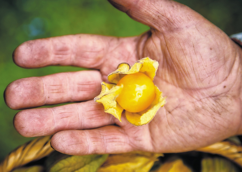 Frutas colombianas presentes en feria internacional de alimentos en Italia