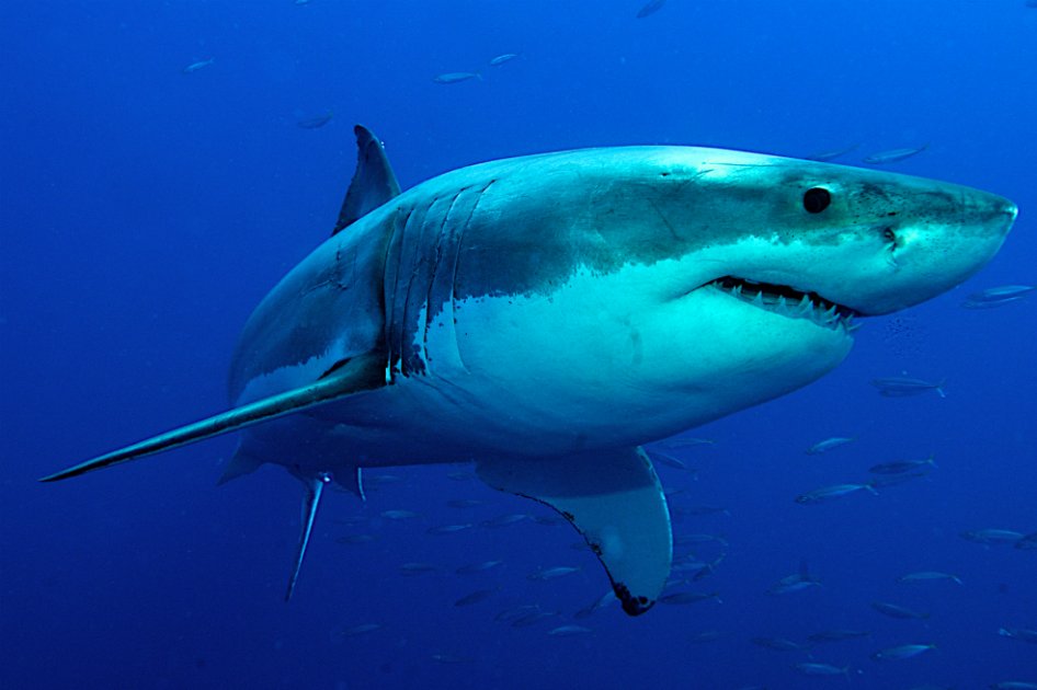 Buzo se salva de ser atacado por un tiburón blanco