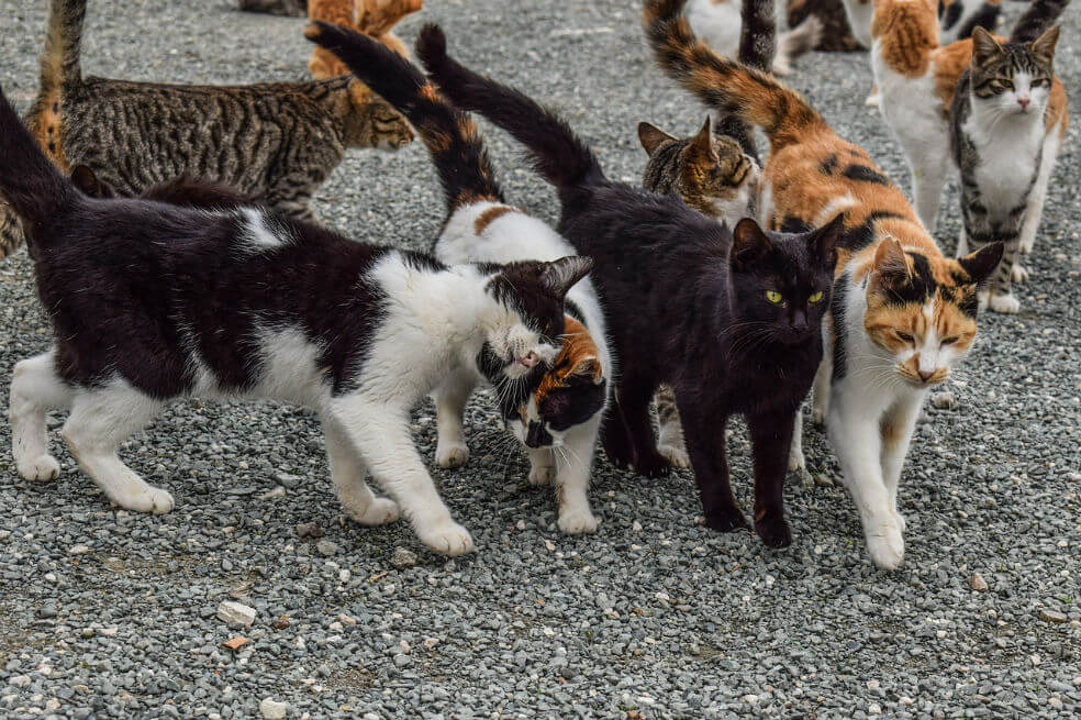 Los gatos pueden contagiarse de coronavirus entre ellos