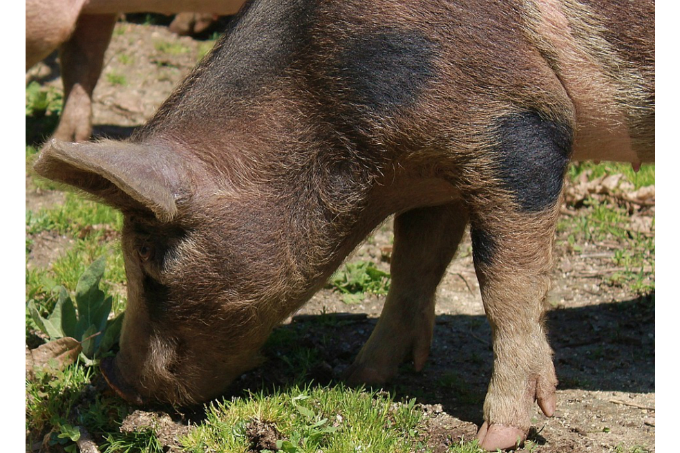 En Venezuela están robando animales de zoológico para poder comer